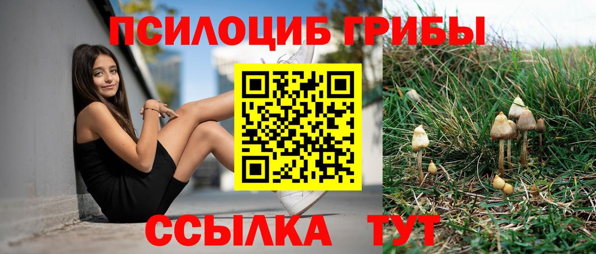 Псилоцибиновые грибы Psilocybe  купить наркотики цена  Кизляр  Вход с VPN  Псилоцибиновые грибы прущие грибы 